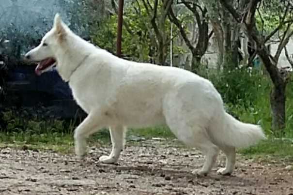 Laika di Chiara Sorgente