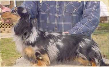 Katydox Grandgables Spirit Dancer Ml