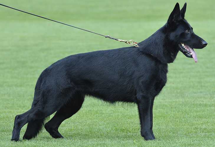 V Mudgie z Kurimskeho haje