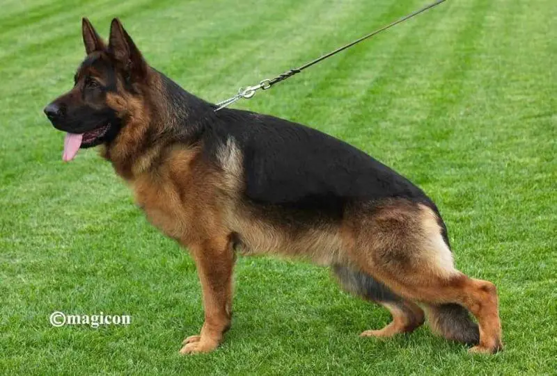 V3 BSZS Naldo von Vierhundert Hertz