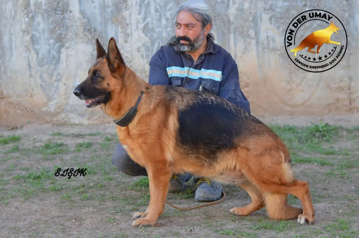 TEAM Fiesta von Cesa