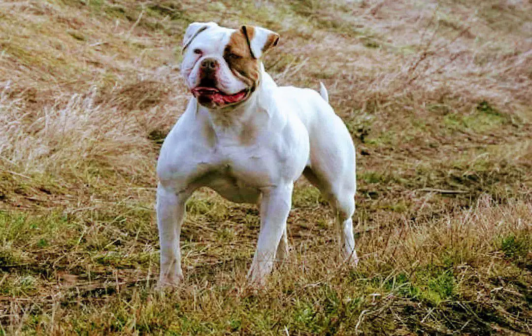 CH BERSERKERBULLS  Ambull by Hadade's Miss MIRA