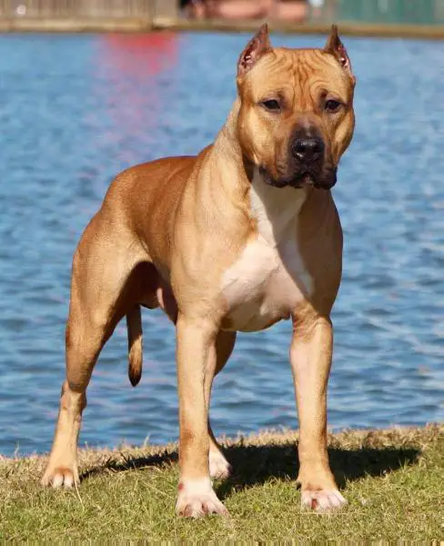 AKC ptd UKC GRCH ABKC CH Kayo's Drop A Gear and Disappear