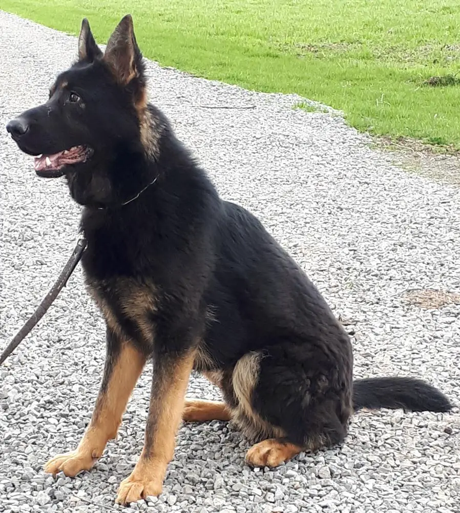 NORIC OD NECHRANIC (CZE)