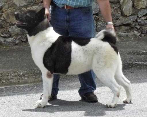 Princess Big Dog's HG