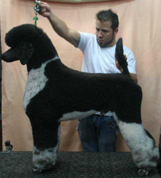 Scotch of Show Dog´s