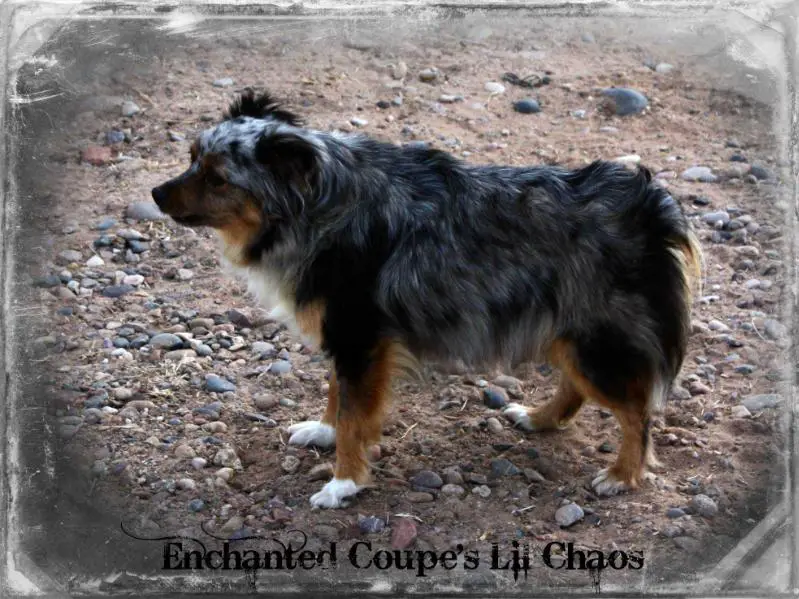 Enchanted Coupe's Lil Chaos