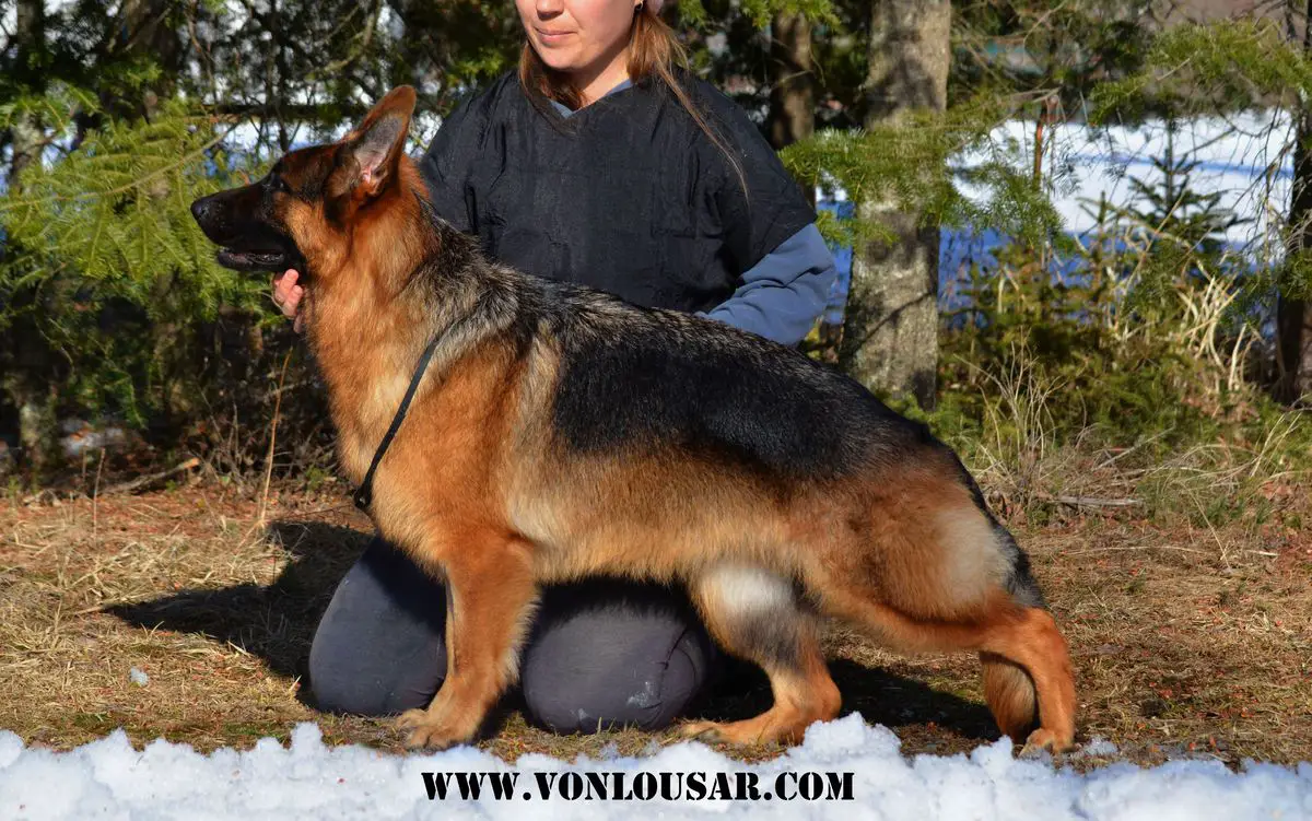 Zillion Star's Aus Famke's Zauberwald