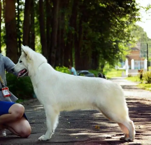 JCHRUS, CHRKF STRAZH ASGARDA DASHENКA