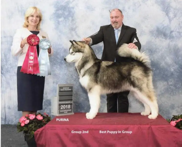 MBPIS Ch. Bearhug's King of the North