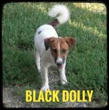 Black Dolly