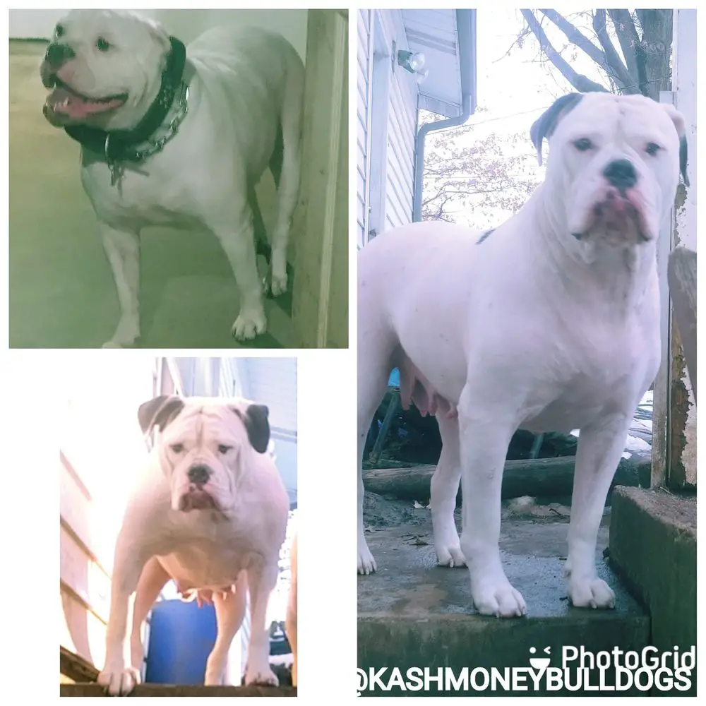 KASH MONEY BULLDOGS FATT