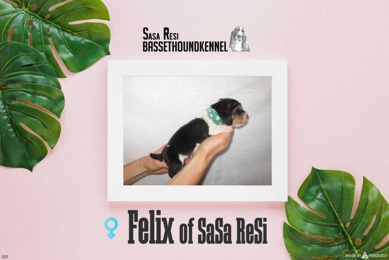 Felix of Sasa Resi