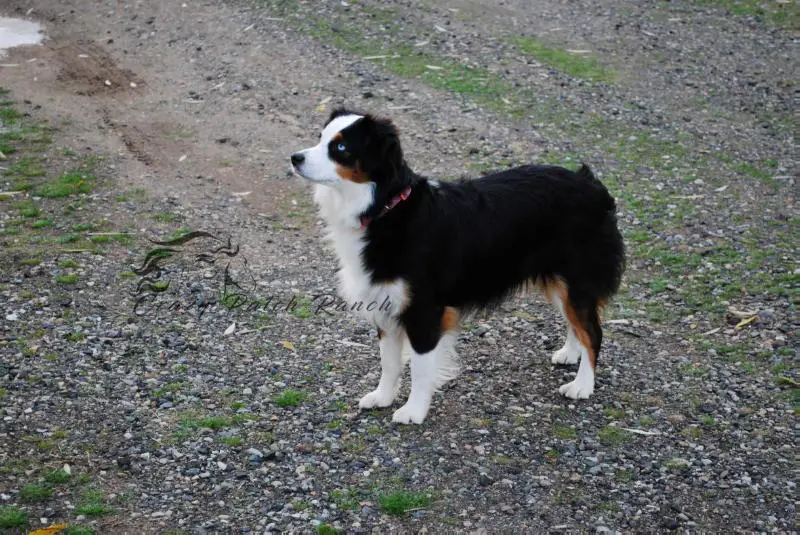 Liv Lika Lil Brassy Bluebug