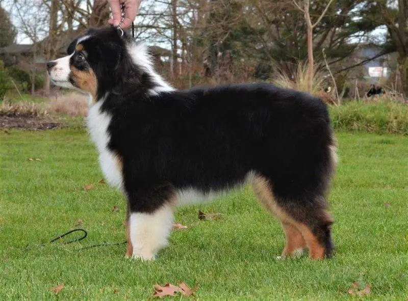 AKC MJR Pt'd Cedar Valleys Ukiah @ Trails End