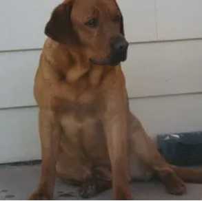 Circle S's Big Red Duke