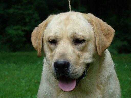 Windancing's Broken Arrow