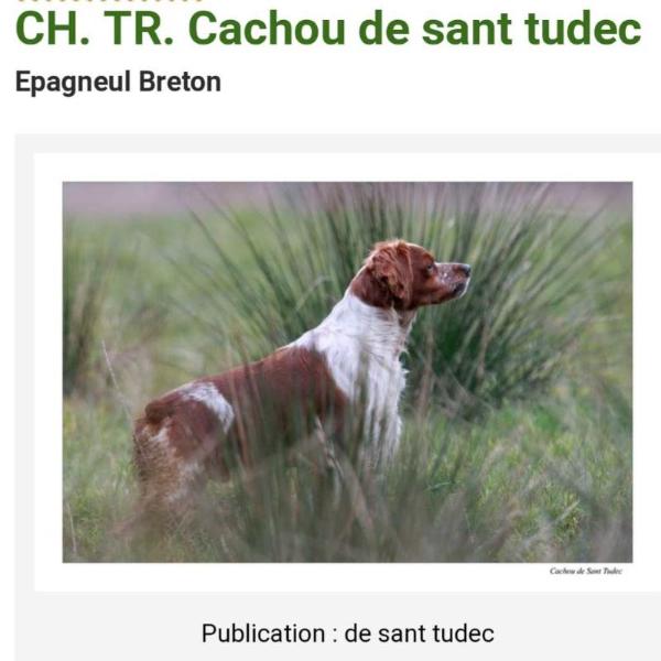 CH.TR. CACHOU de Sant Tudec