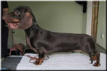 RUSI VELIKAYA KNYAZHNA IZ MISHKINOGO DOMA