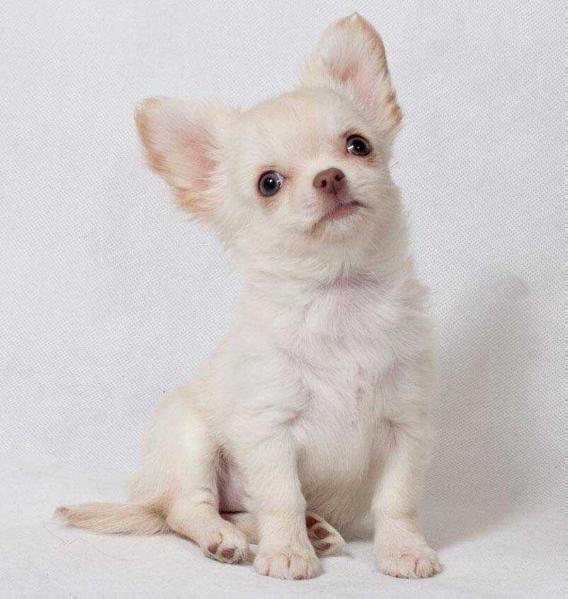 Inspired Miracles Bianka