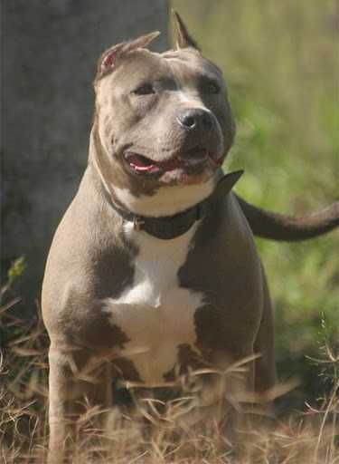 Amichetti Keystone's Balla Blue