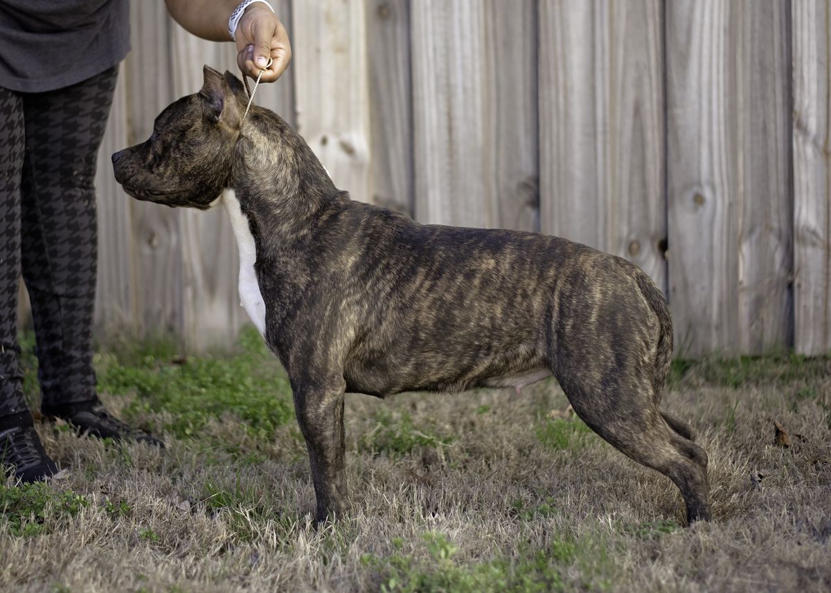 Akc CH Cicero's Everyones Favorite Flavor