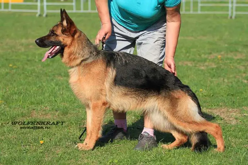 JCh Rus.     2х JCh RKF WOLFENKRAFT ZAVETNAYA MECHTA