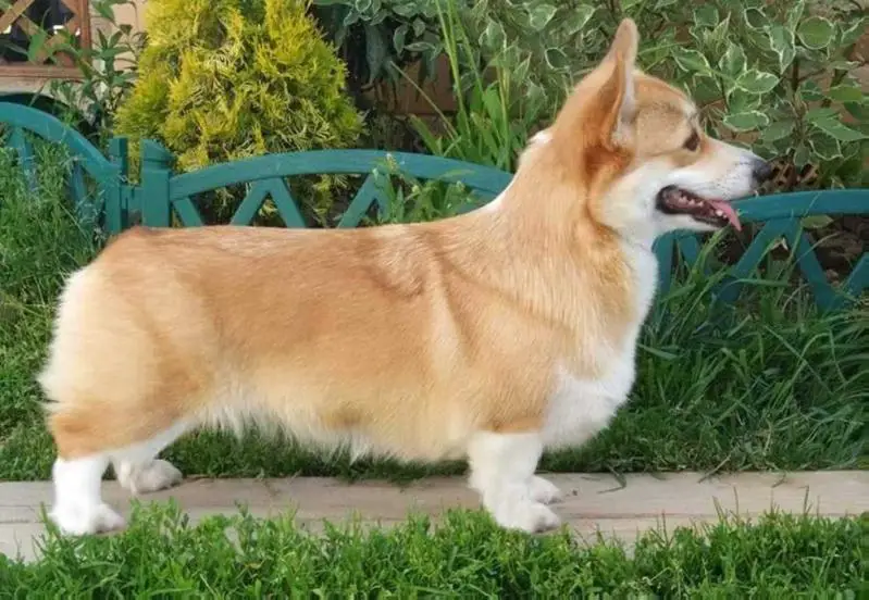 CAC EL DZAHAN UJOLINA