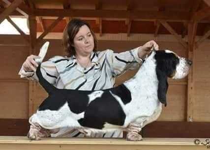 REZIHEGYI VIG DOMPER LORD OF THE RINGS