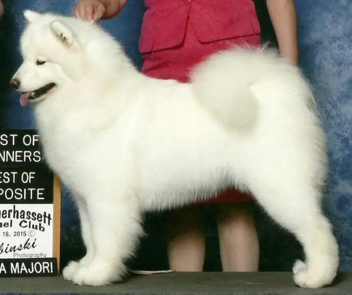 American Grand Champion/Canadian Champion Snowshoe's Christmas in Dixie