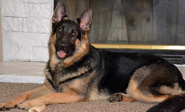 CH Asher Von Wolfhaus Aus Defcon