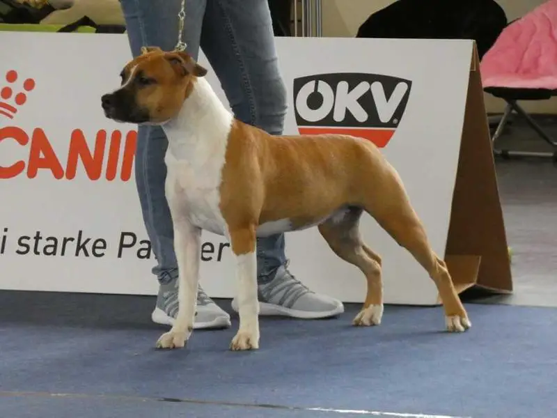 Cotton Candy vom Hause Manhartsberg