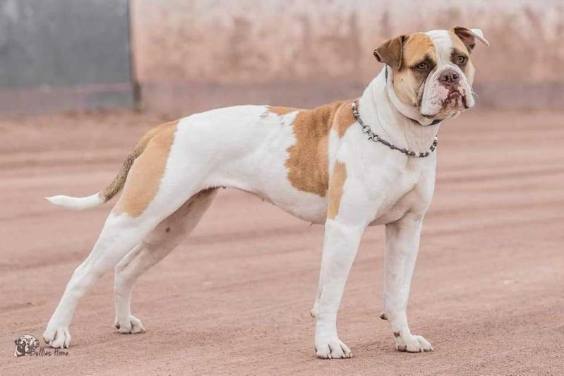 Jr. Ch Commanders Jada