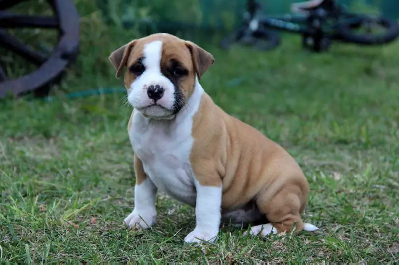 Moonlight Fantasy Zet Drive Me Crazy