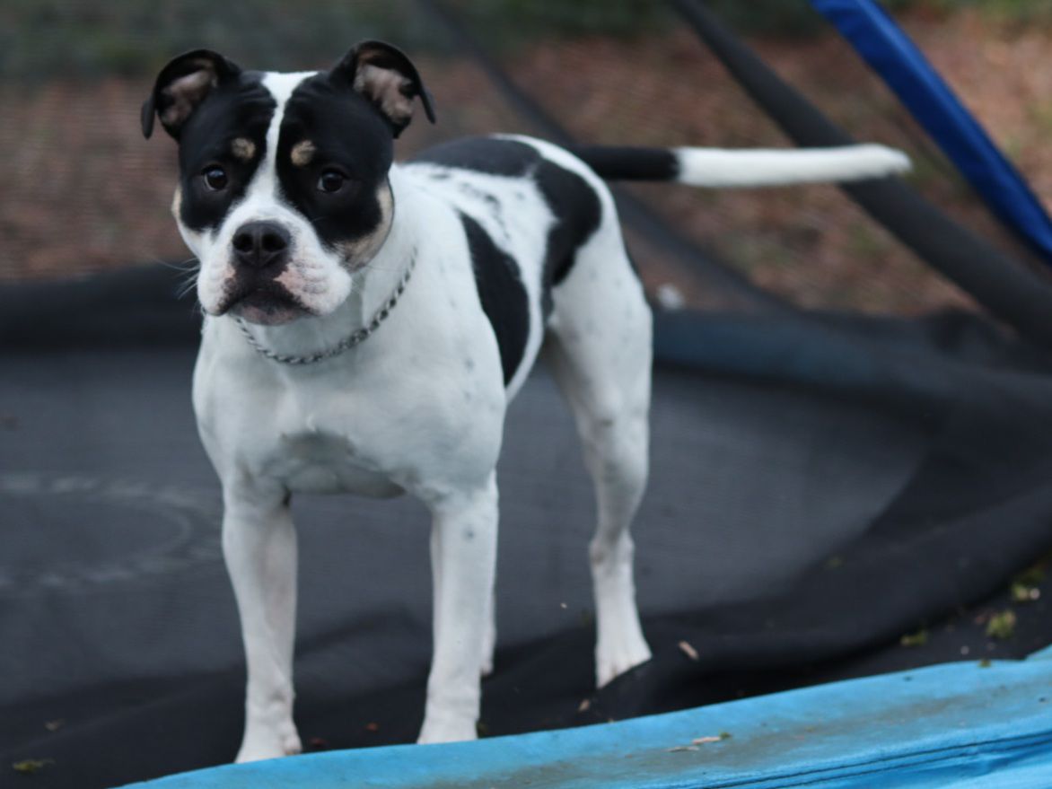 WorkingBulls Kennel Denmark's CowGirl Wonda