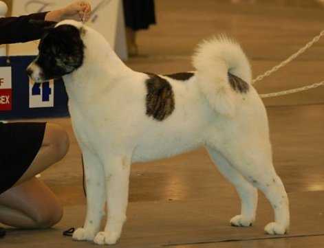 BISS AKC GCH Liberty's Now You See Me