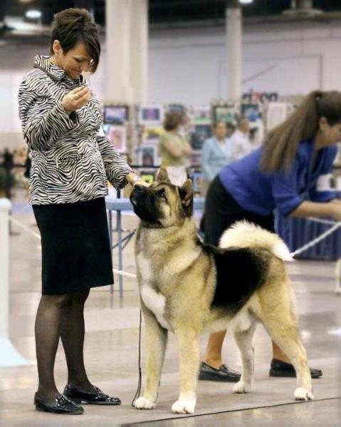 AKC CH Kobu's Kount On The Ruff Rider