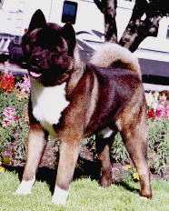 AKC/UKC CH Royal's Spooky Hollow Tycoon