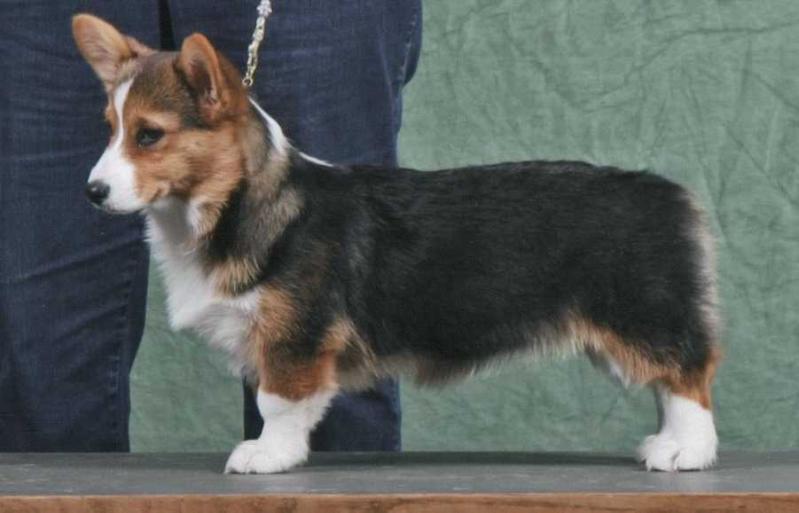 UKC GRCH VINTAGE MAKIN A STELLAR DEBUT