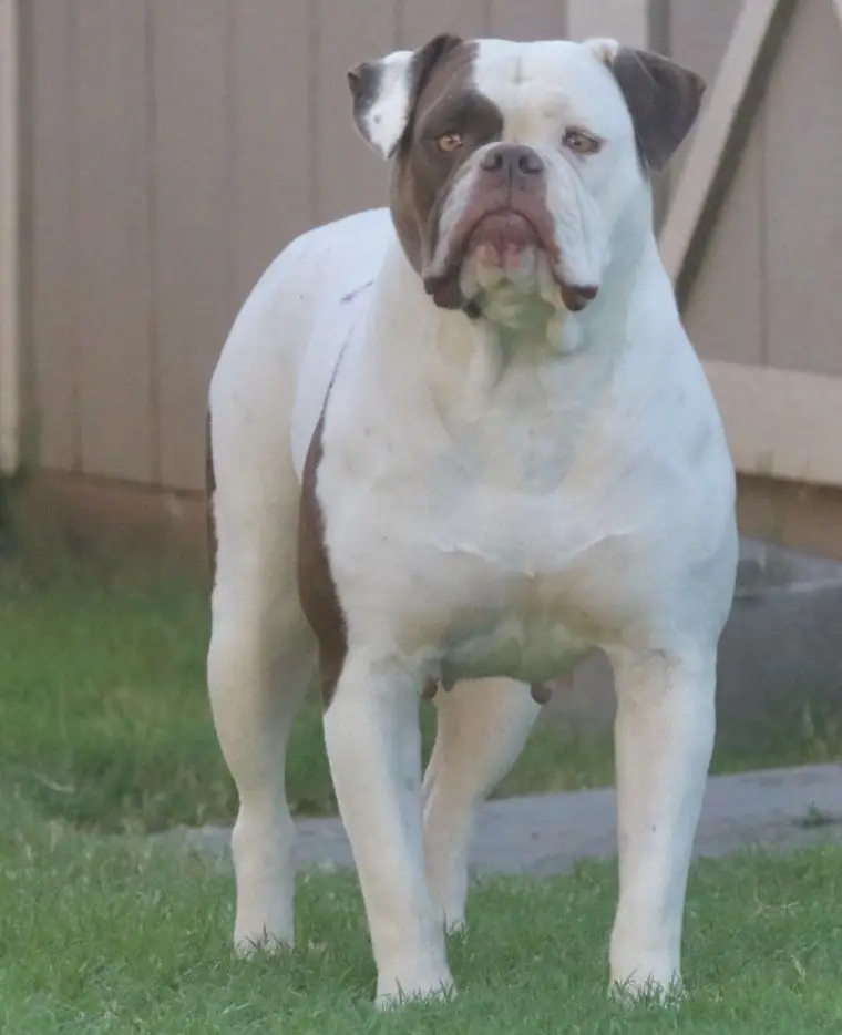 BullyBadass’s Lacey of Copeland’s