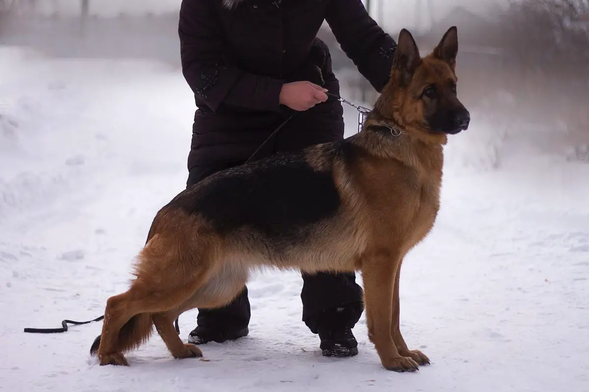 Ariadna Minos vom Edler Stamm