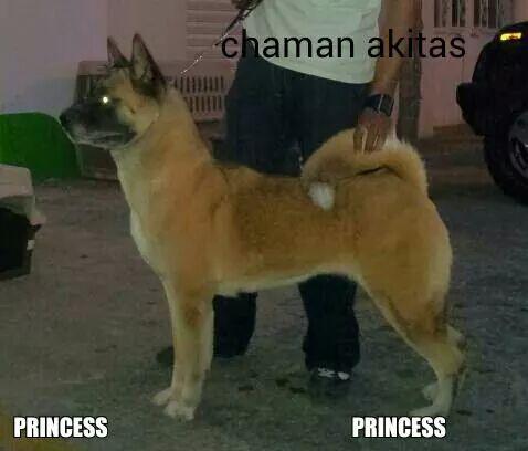 ExcelShuKu Heart Princess At Chaman