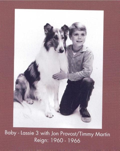 Lassie III (Baby)