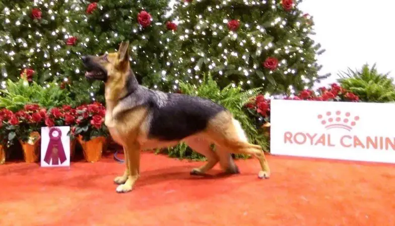 DAE CH Trademark's Now Don'T Refuse A Penny