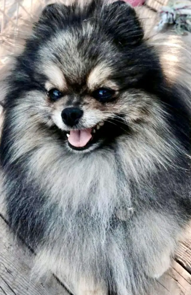 P Filly Wolf Sable Gizmo