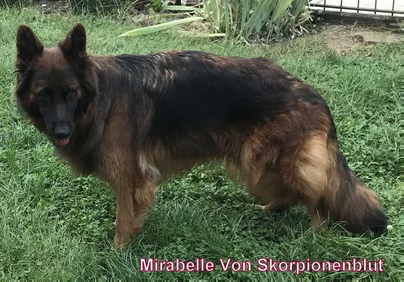 Mirabella Von Skorpionenblut