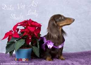 Daks-Veg-As Shedi Lady