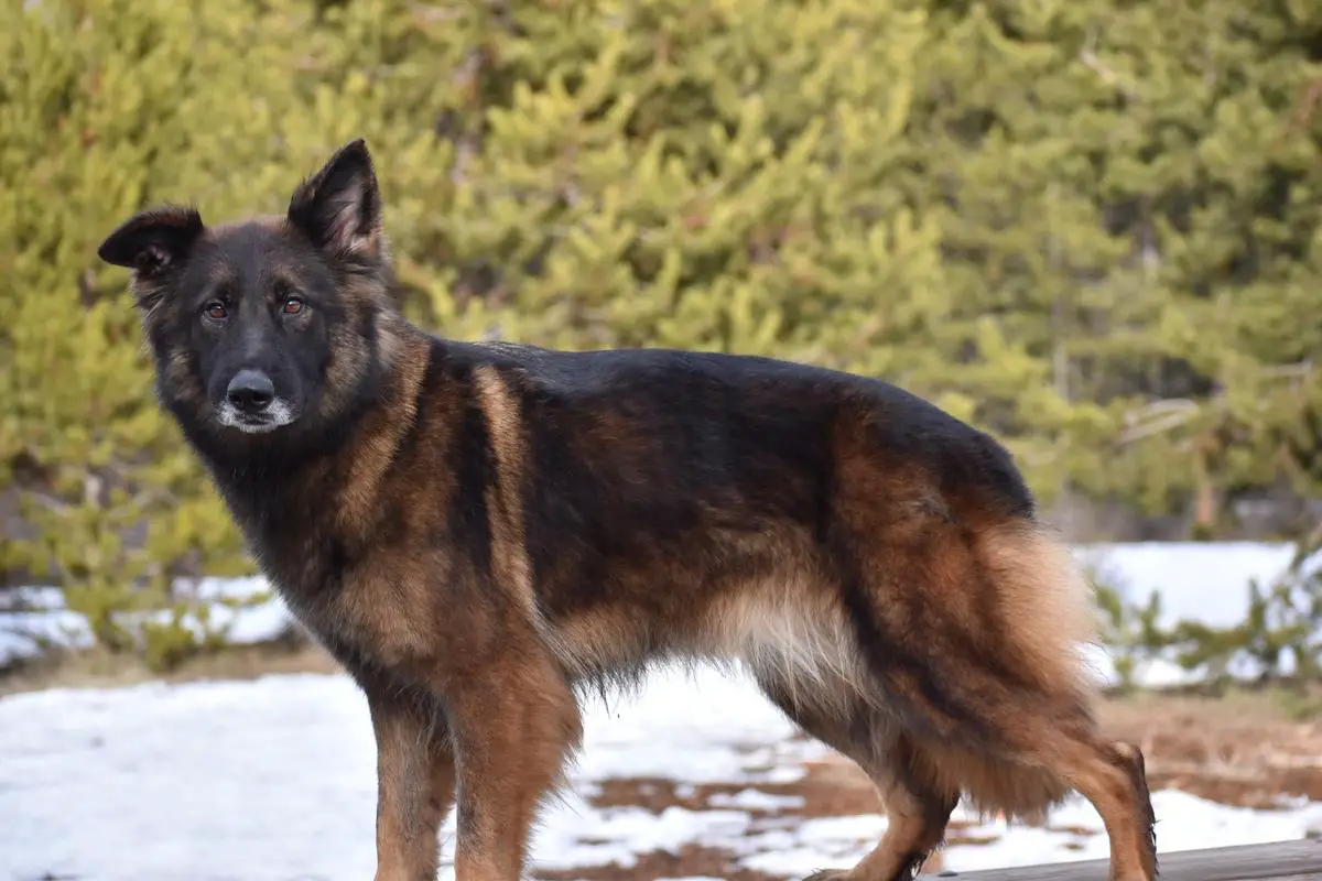 Granville's Mischief Managed