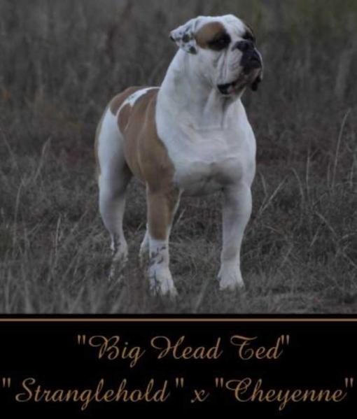 Flores kennel Ted of RCK