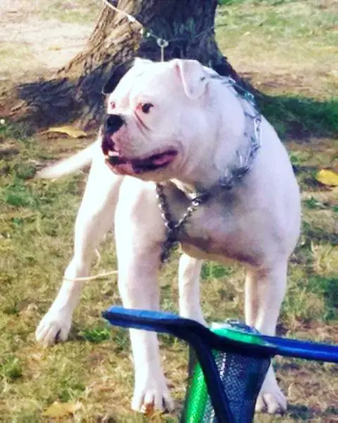 Lunatic Kennel Molly of Vergara Bulls